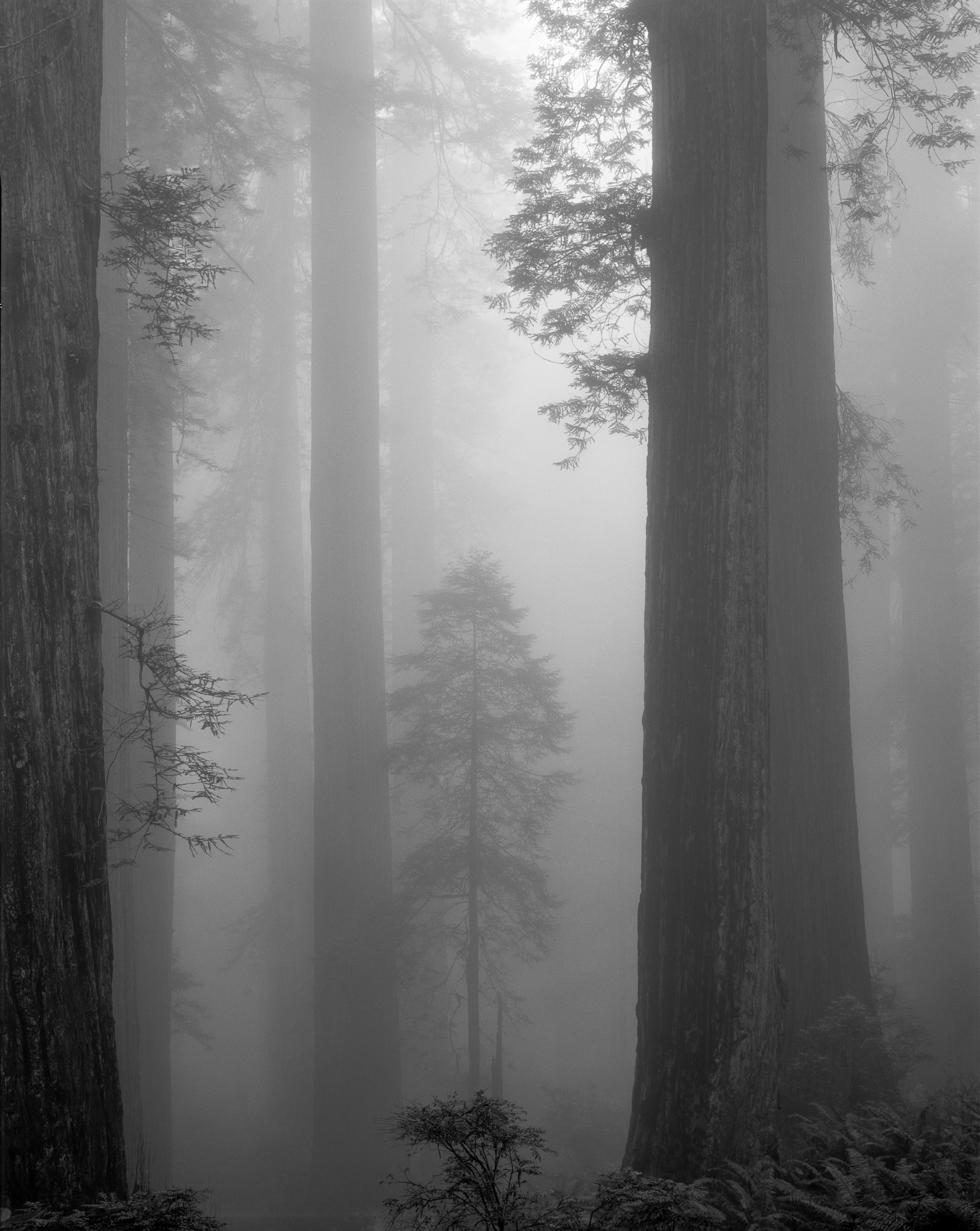 Ancient redwood trees shot from below, black and white large format film photography, Kodak T-MAX