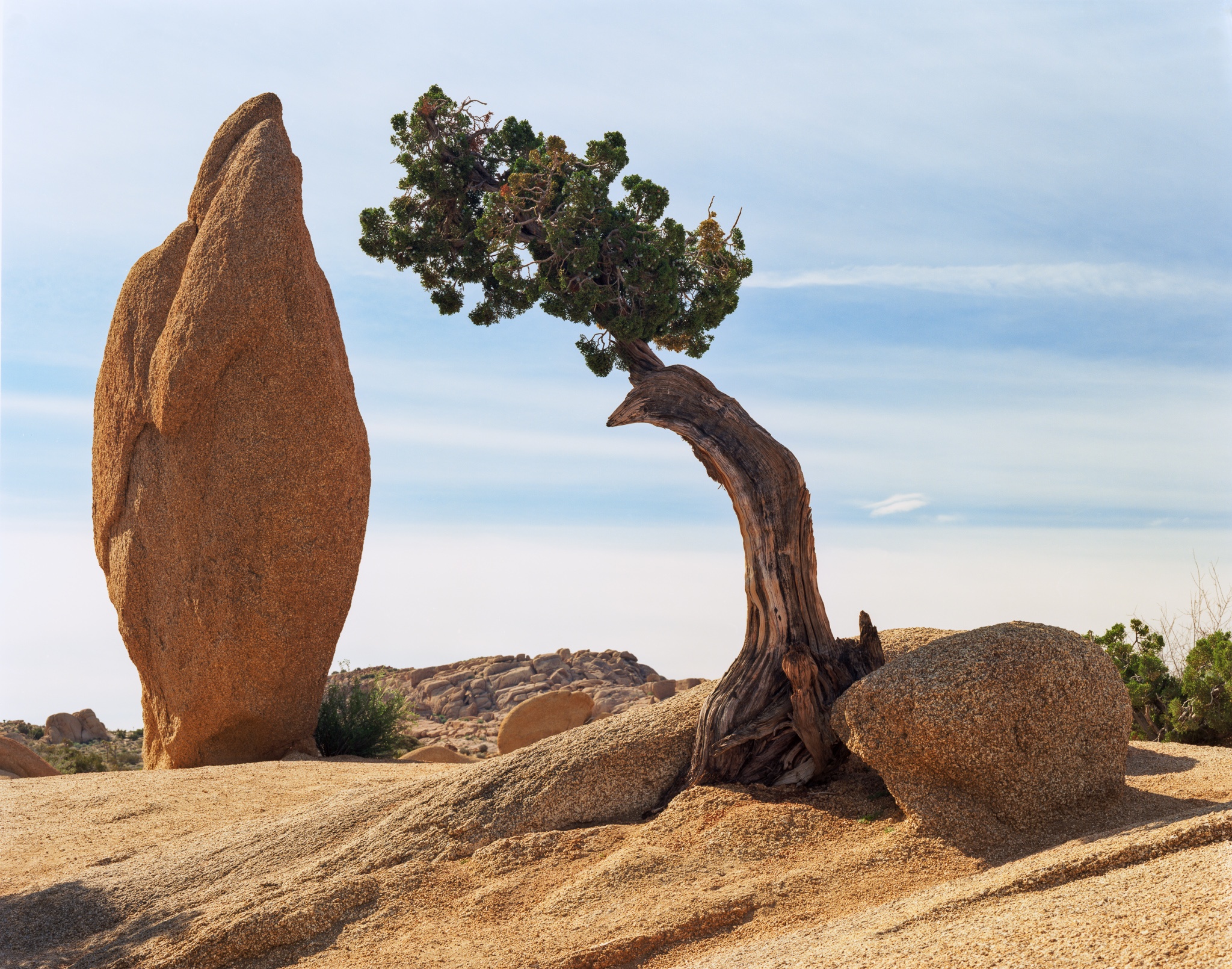 A rock spire and a curved pinyon pine in Joshua Tree National Park — winter morning, Kodak Ektar 100 on a Tachihara 4x5, California. Photograph by Marty Quinn