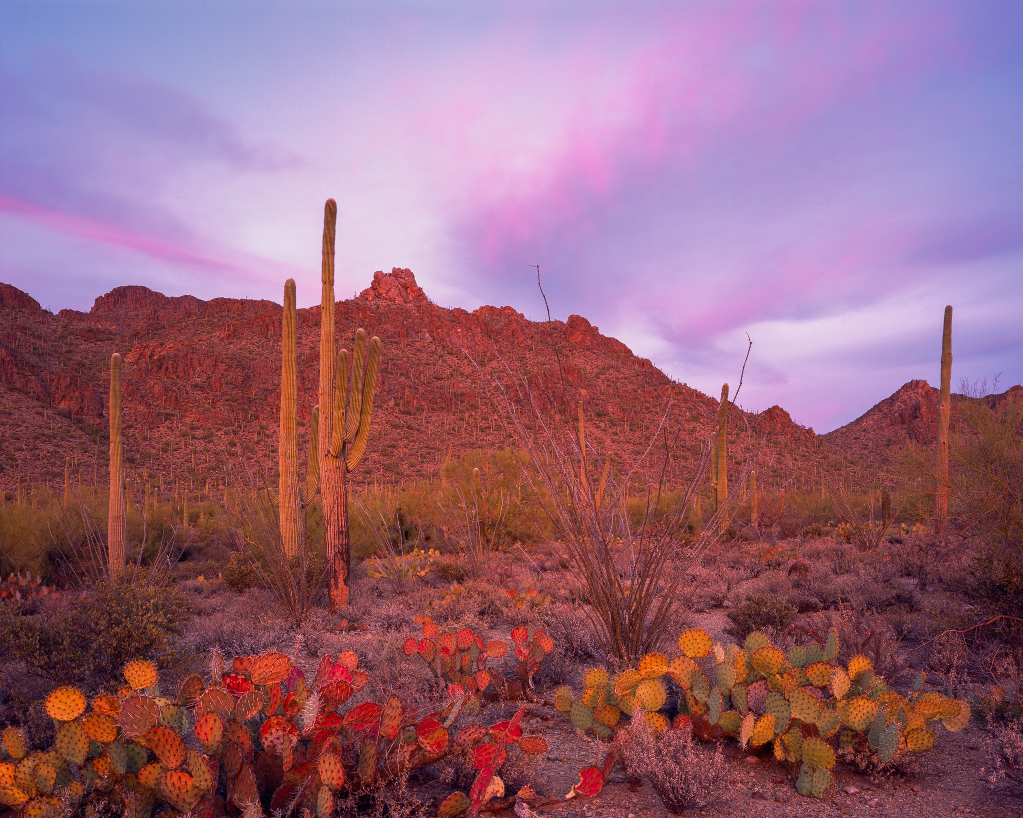 Prickly pear cactus in the Sonoran Desert of southern Arizona, backlit by a winter sunset. Photograph by Marty Quinn