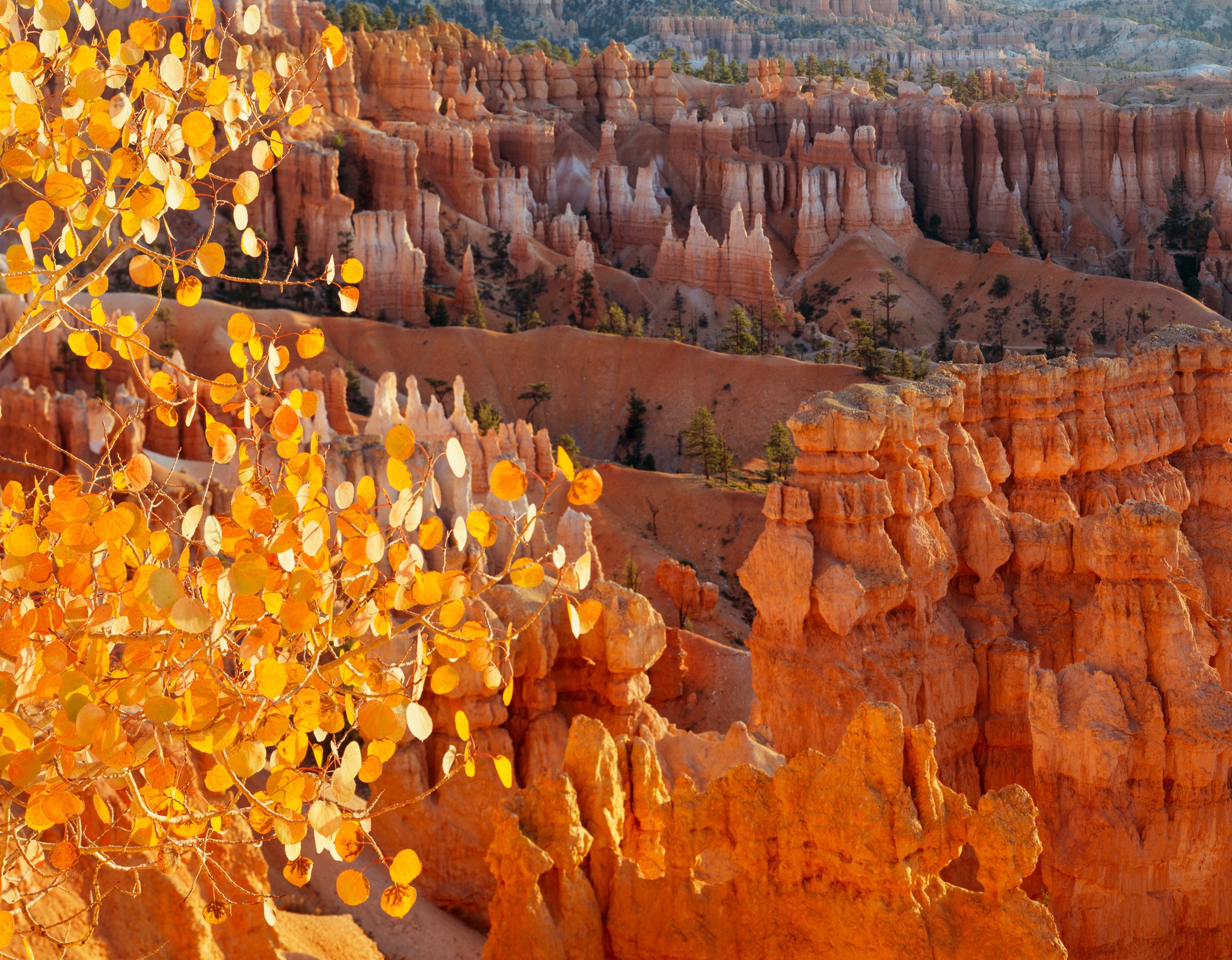 A golden aspen catches the last of the afternoon light at the rim of Bryce Canyon, its leaves nearly the same color as the hoodoos behind it, Utah. Photograph by Marty Quinn