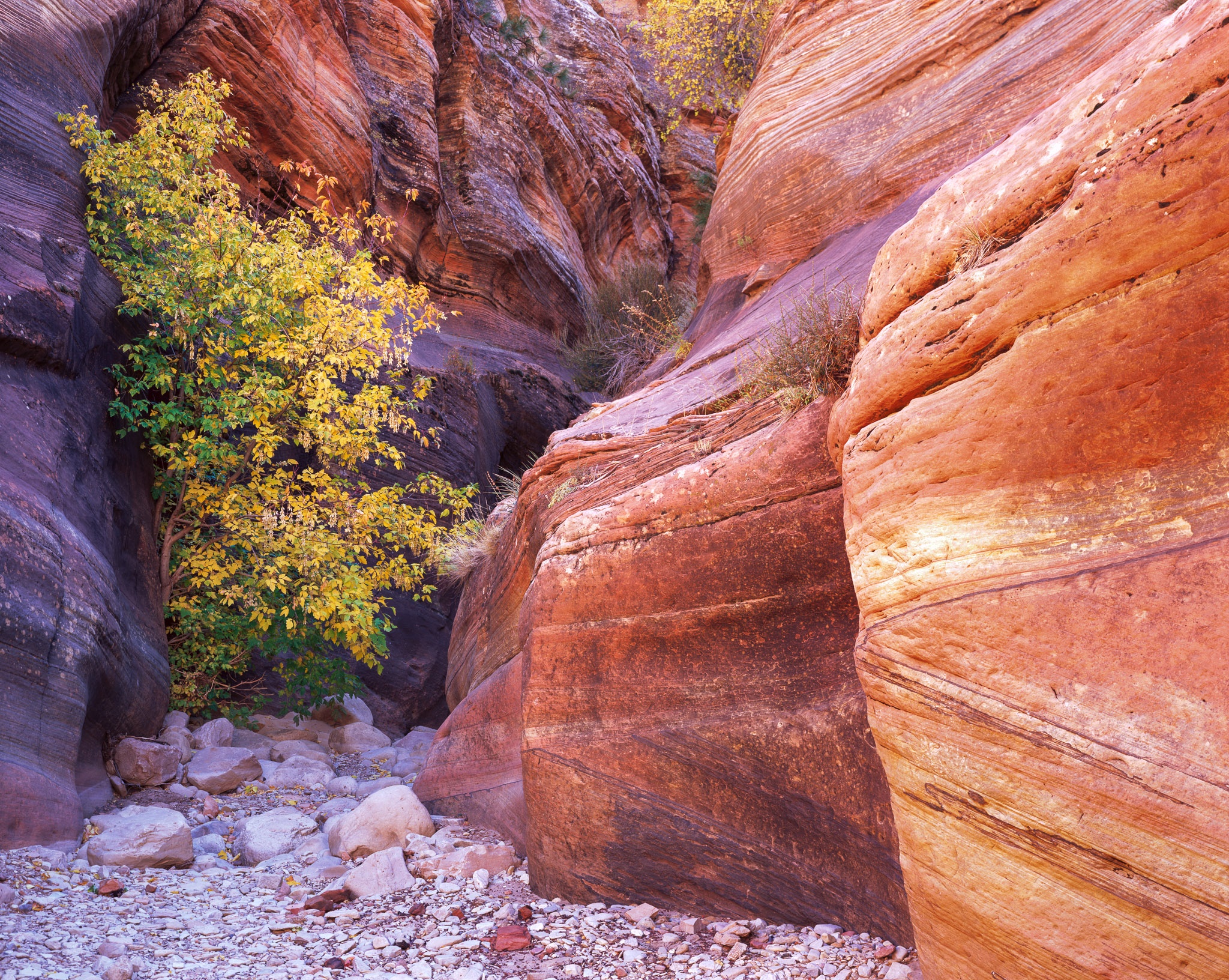 A narrow section of a wash in Zion National Park where plants find whatever light filters down from the canyon above, Utah. Photograph by Marty Quinn