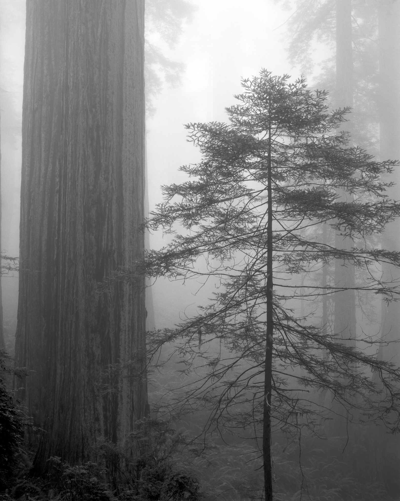 The redwood has no top and no bottom in this frame, California. Photograph by Marty Quinn