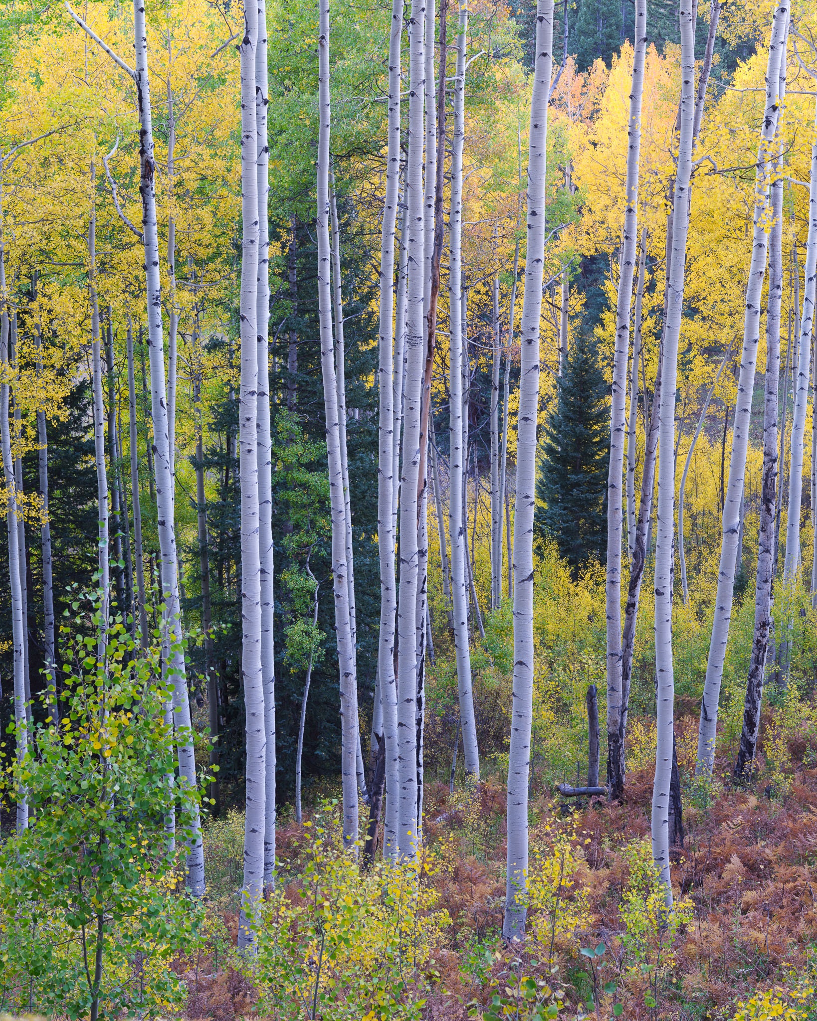 A dense stand of aspens in early fall color fills the frame, the white trunks rising through a mix of yellow, green, and gold foliage, Colorado. Photograph by Marty Quinn