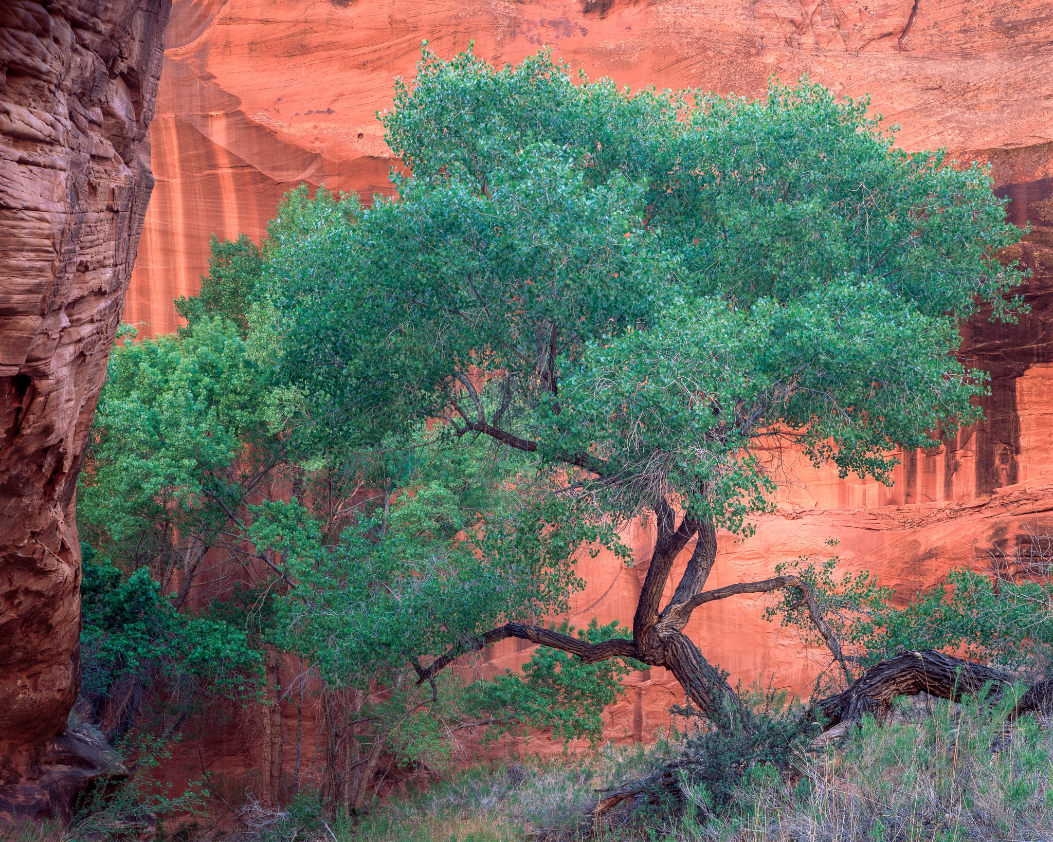 Fall color in Grand Staircase-Escalante concentrates in the canyon washes — one cottonwood, twisted by decades of spring floods and drought, against Navajo sandstone walls streaked with desert varnish, Utah. Photograph by Marty Quinn
