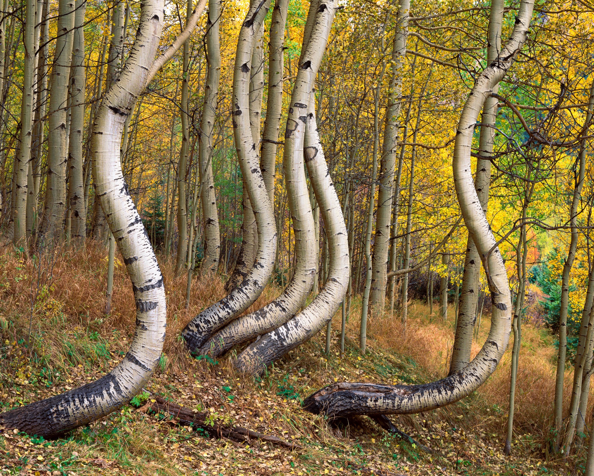 Aspen trunks curved by wind and snow in the San Juan Mountains of Colorado, fall color at their peak. Photograph by Marty Quinn