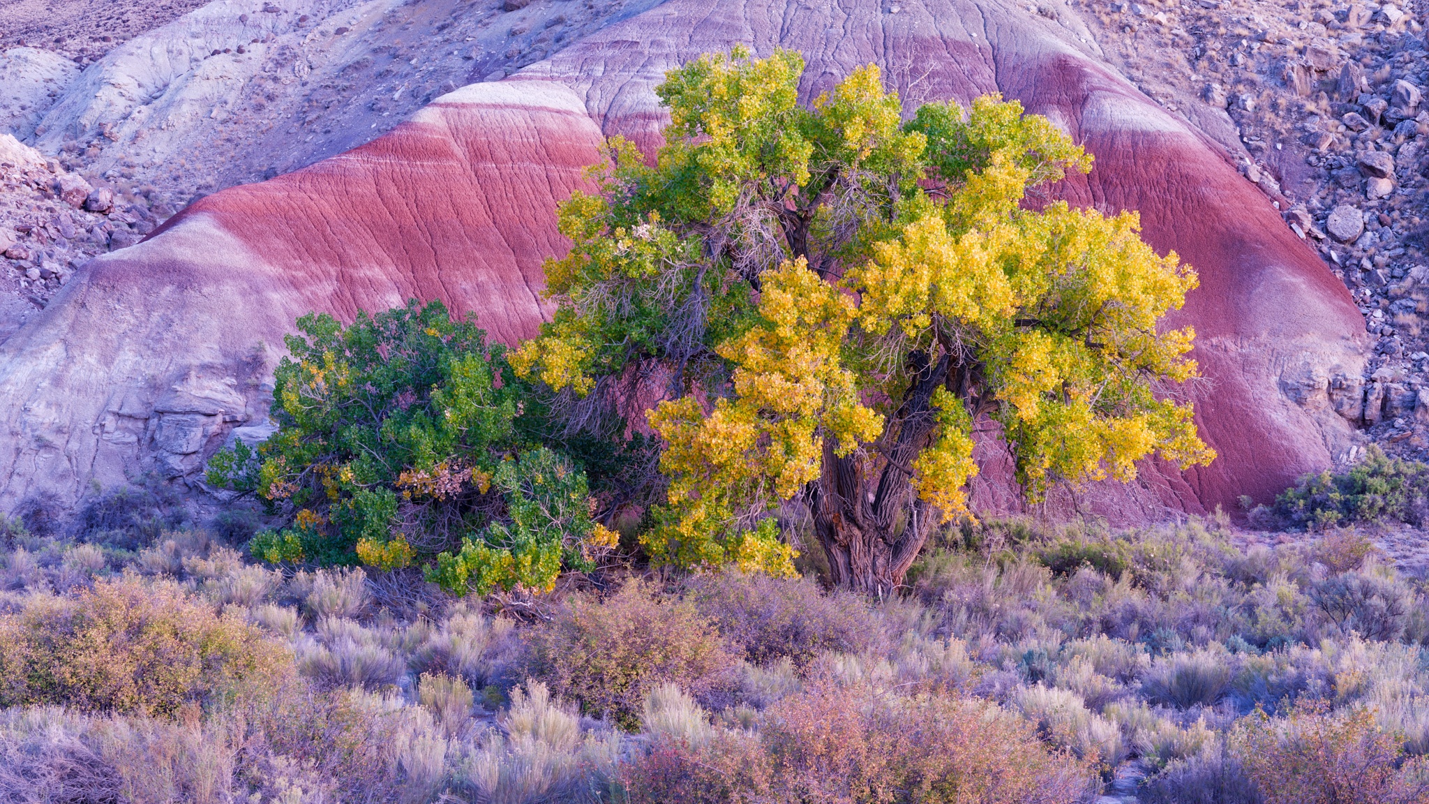 A lone cottonwood in full fall color stands against the striped bentonite hills of Utah's Capitol Reef country. Photograph by Marty Quinn