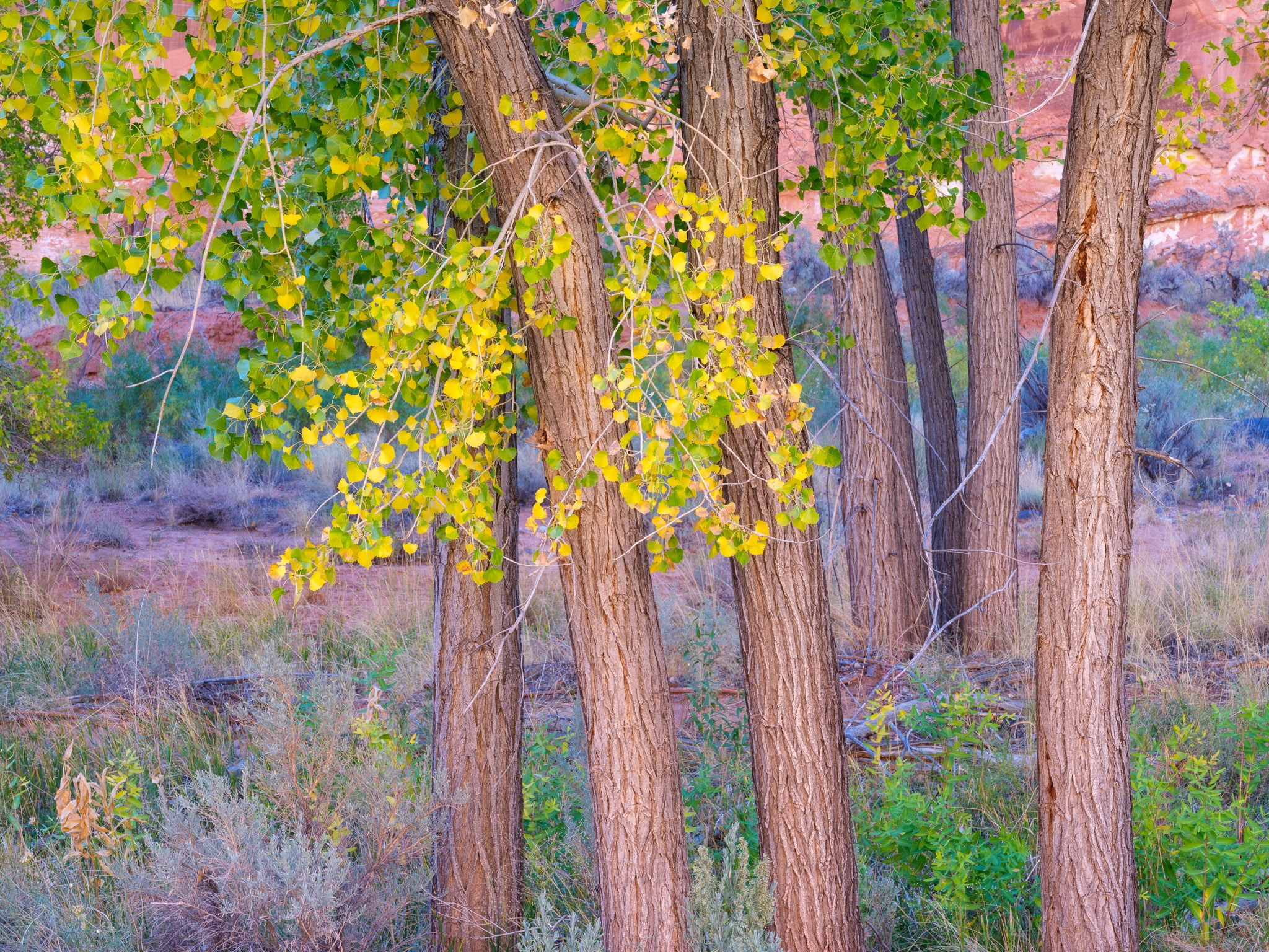 Cottonwood trees in early fall color lit by reflected canyon light — the leaves translucent and warm, the shadows soft, Utah. Photograph by Marty Quinn