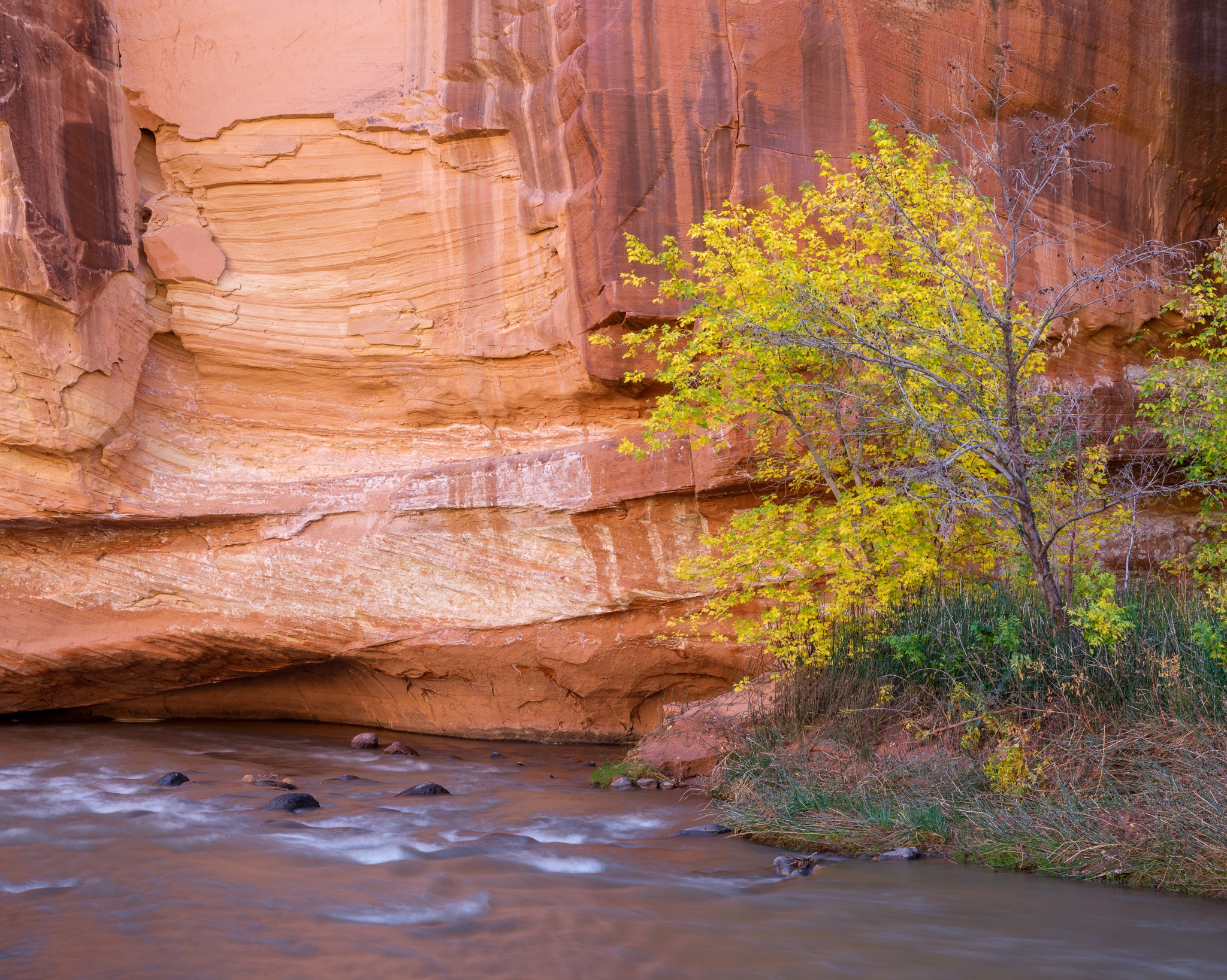 A Velvet Ash on the Fremont River bank in Capitol Reef National Park, Utah. Photograph by Marty Quinn