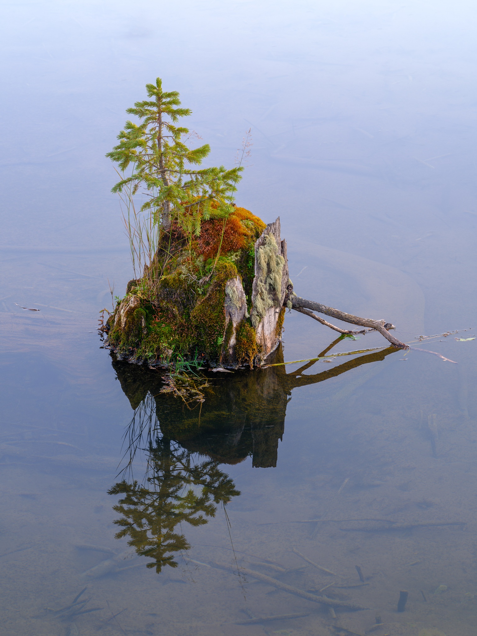 An Engelmann spruce sapling growing from a fallen log at the edge of a mountain pond, its reflection mirrored in still water, Colorado. Photograph by Marty Quinn