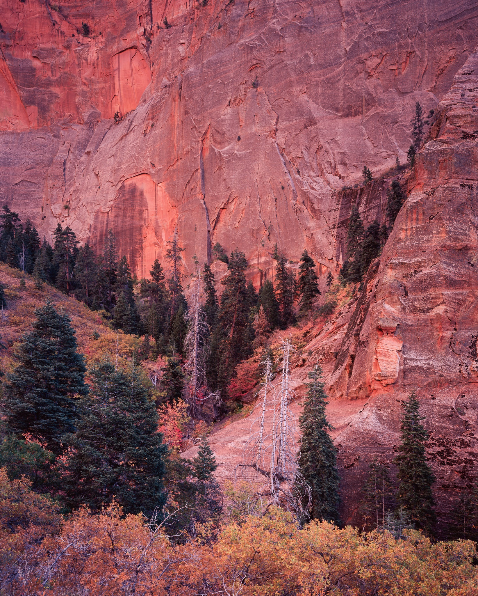 Reflected light bouncing off the canyon walls in Zion National Park, Utah. Photograph by Marty Quinn