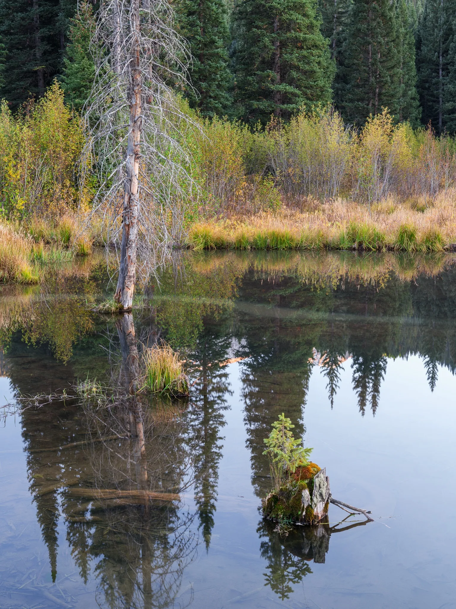 A dead Engelmann spruce stands in a mountain lake while a young sapling grows from a moss-covered stump beside it, Colorado. Photograph by Marty Quinn