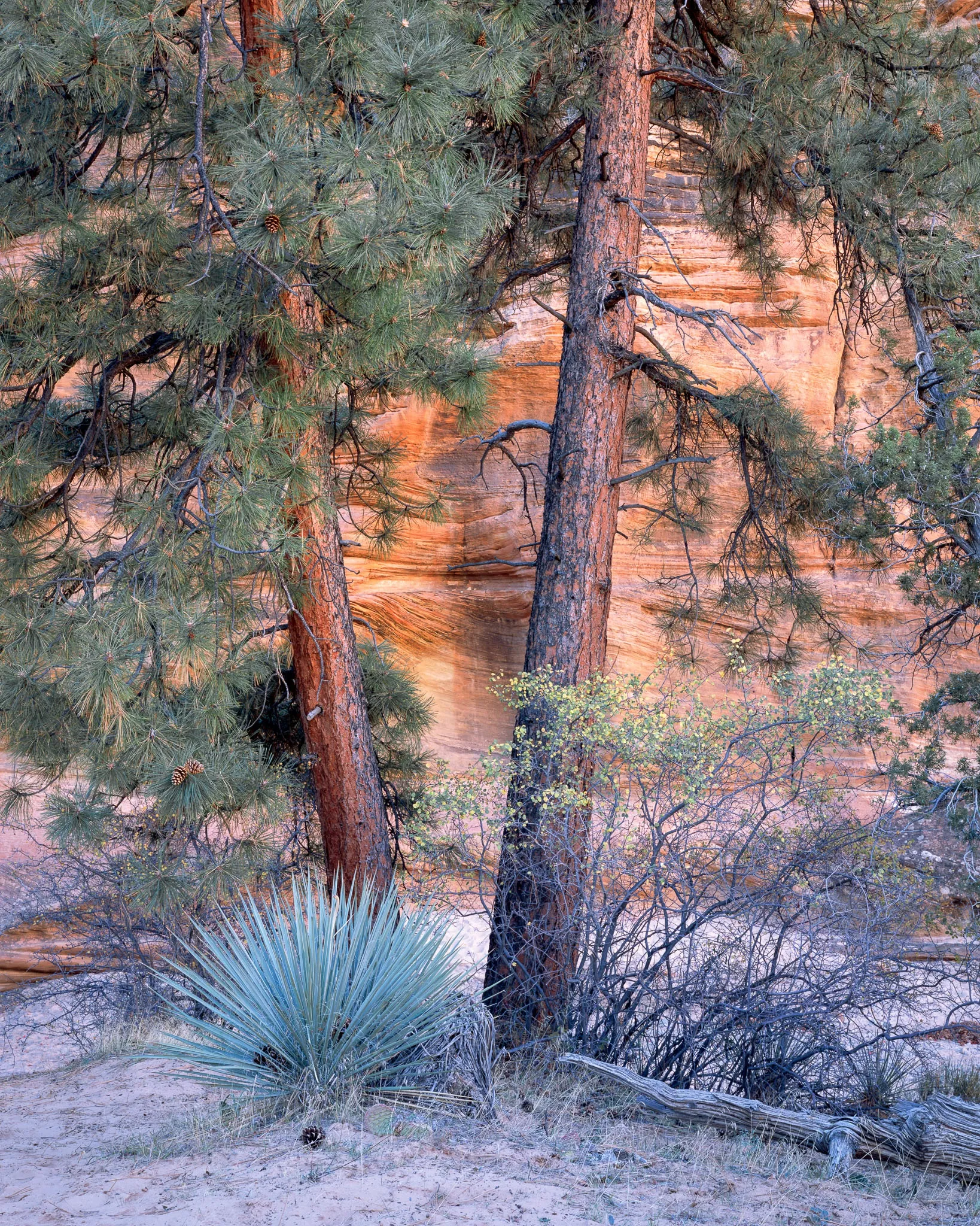 A yucca and ponderosa pines in front of the glowing orange sandstone walls of Zion National Park at sunset, Utah. Photograph by Marty Quinn