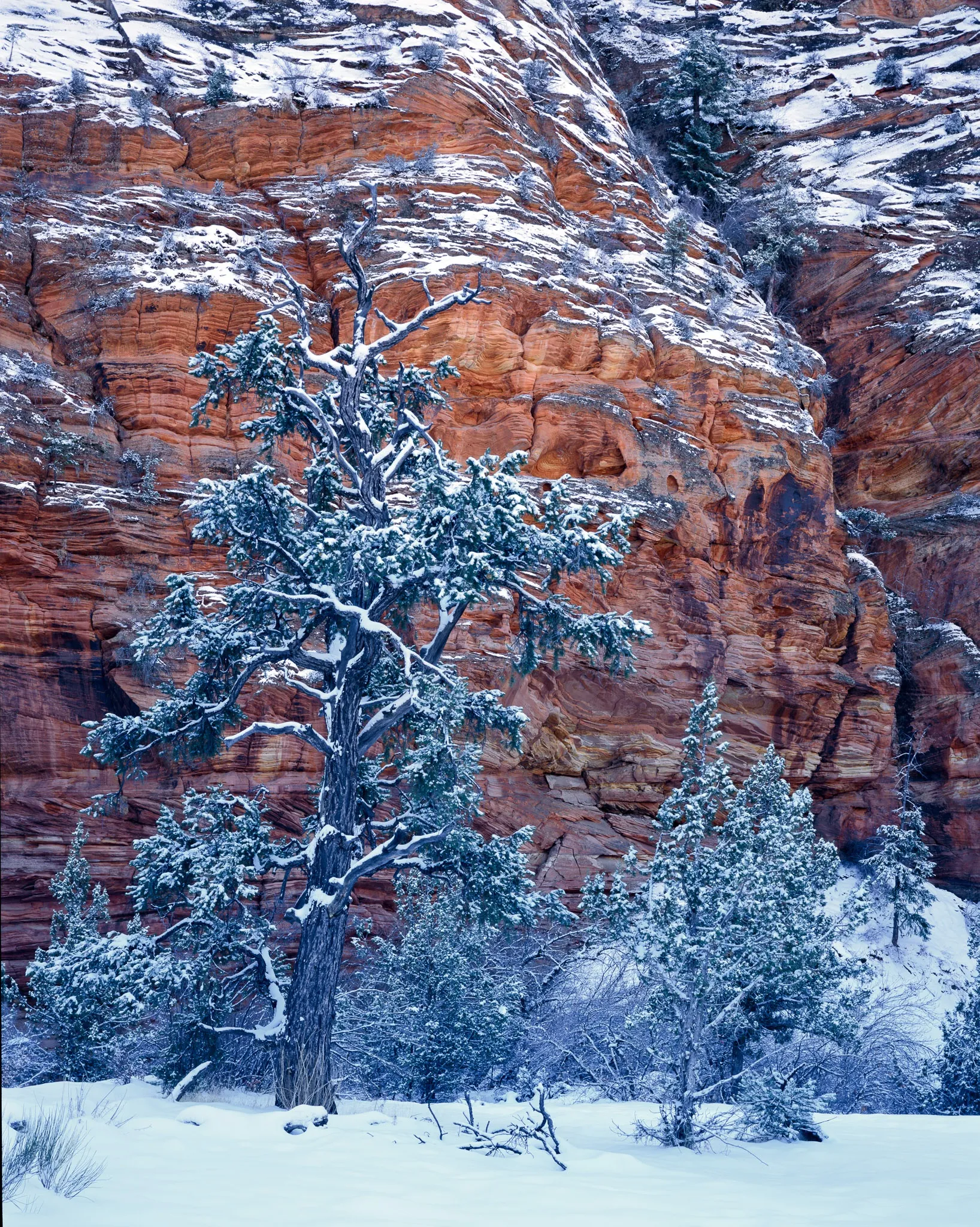 Zion in a snowstorm changes character entirely, Utah. Photograph by Marty Quinn