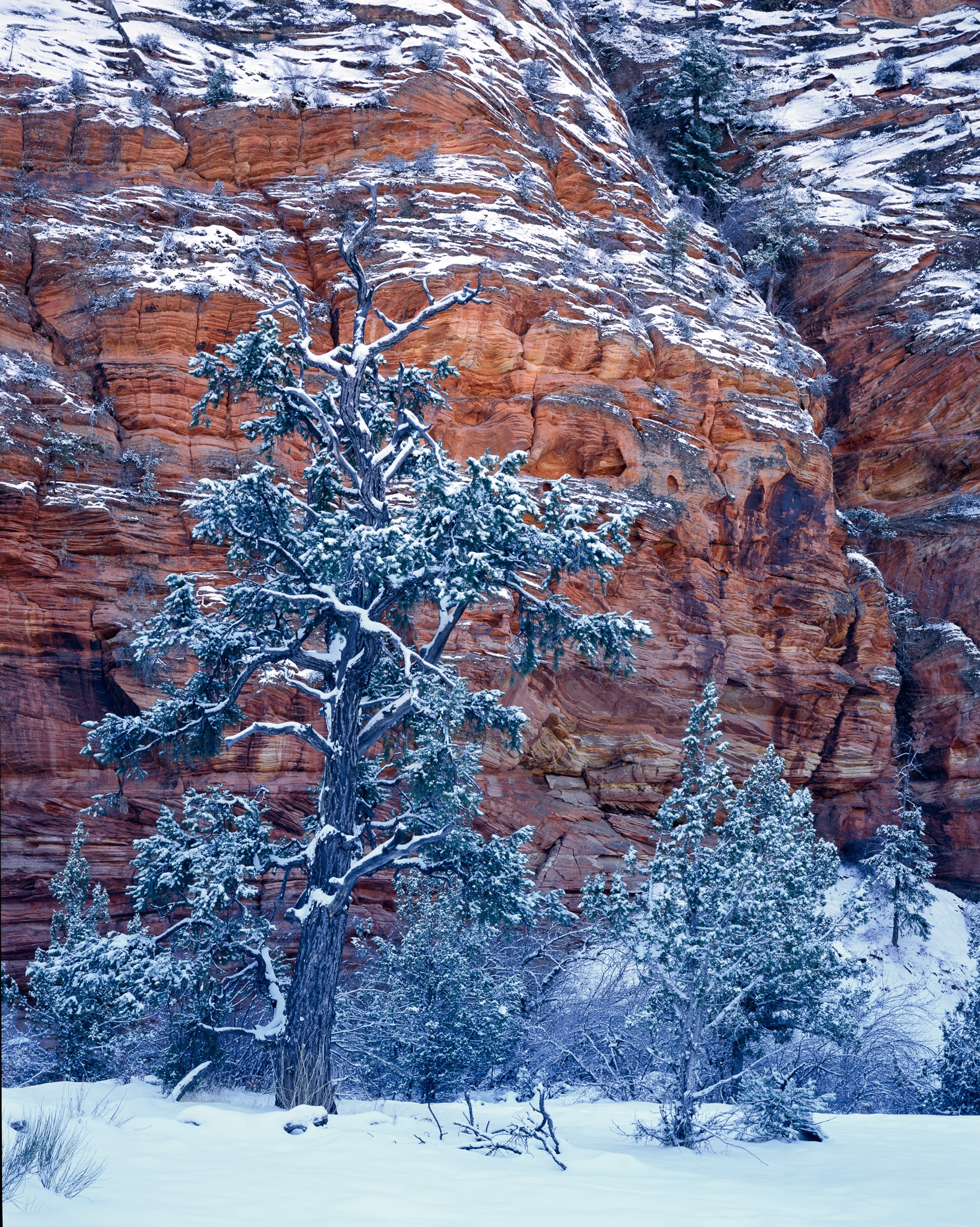 Zion Snowstorm — red rock canyon walls in winter snow, large format film photography