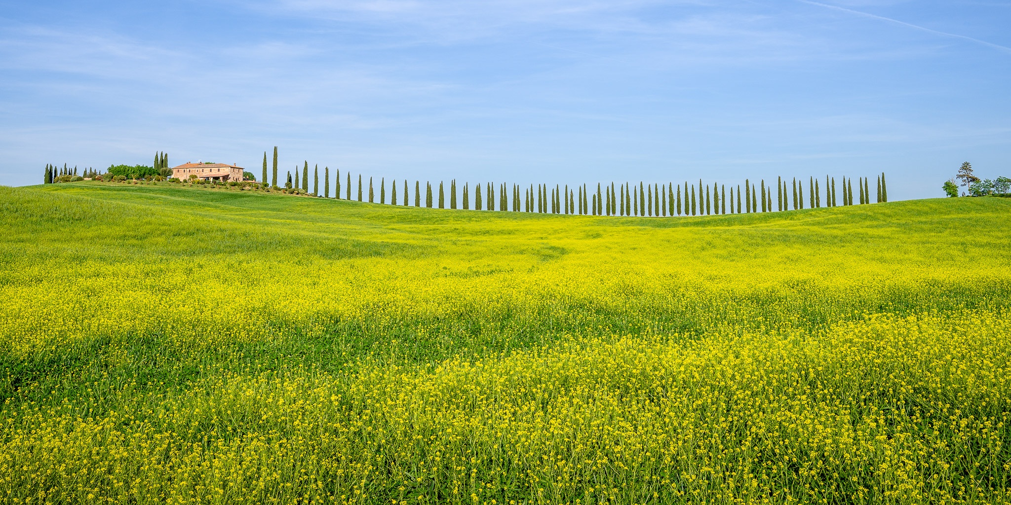 A lane of Tuscan cypress trees with Black Mustard flowers blooming in the verge, Val d'Orcia, Tuscany, International. Photograph by Marty Quinn