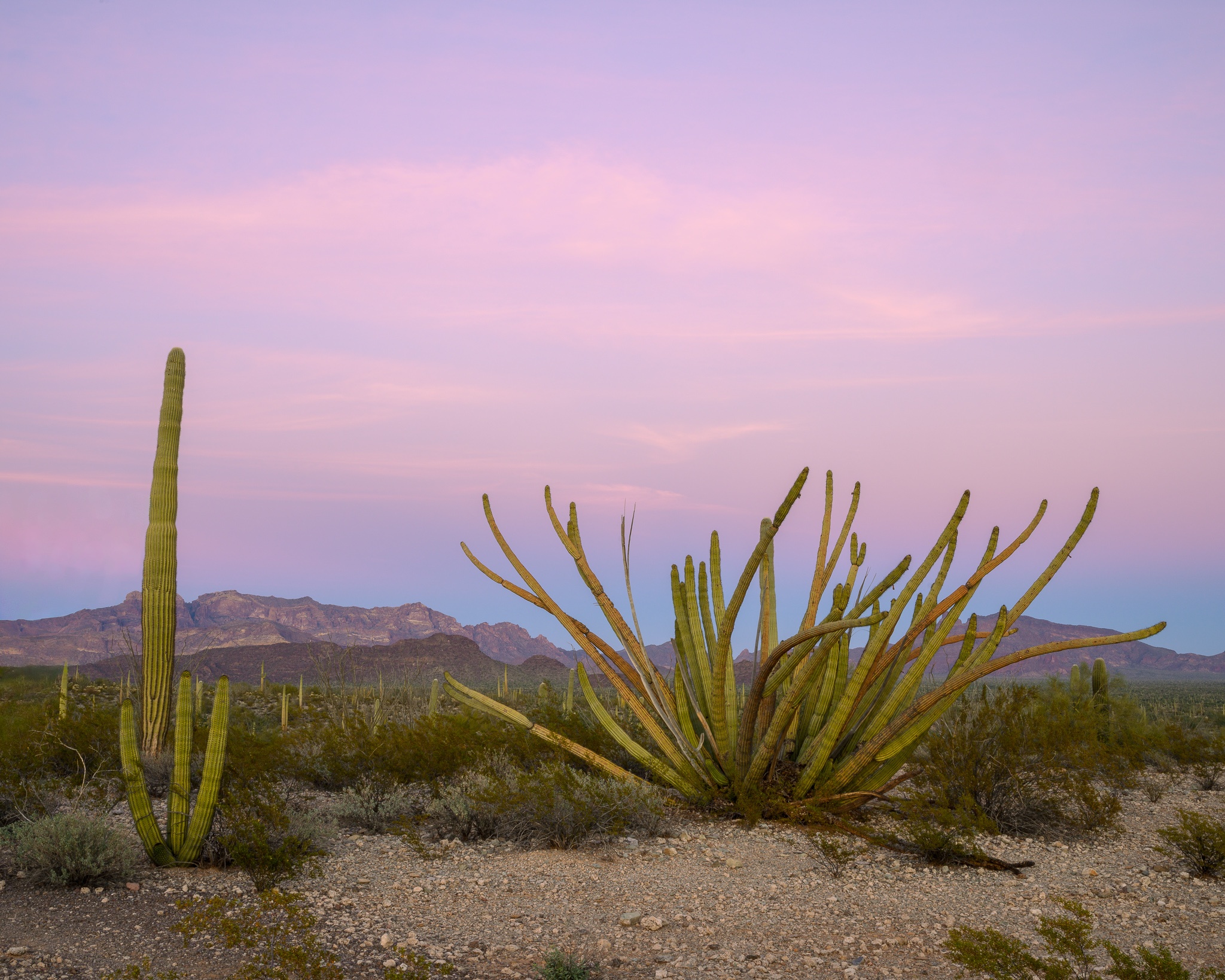 Organ Pipe and Saguaro cacti at sunset in Organ Pipe Cactus National Monument, southern Arizona — the Sonoran Desert's most distinctive silhouettes against a pink fall sky. Photograph by Marty Quinn