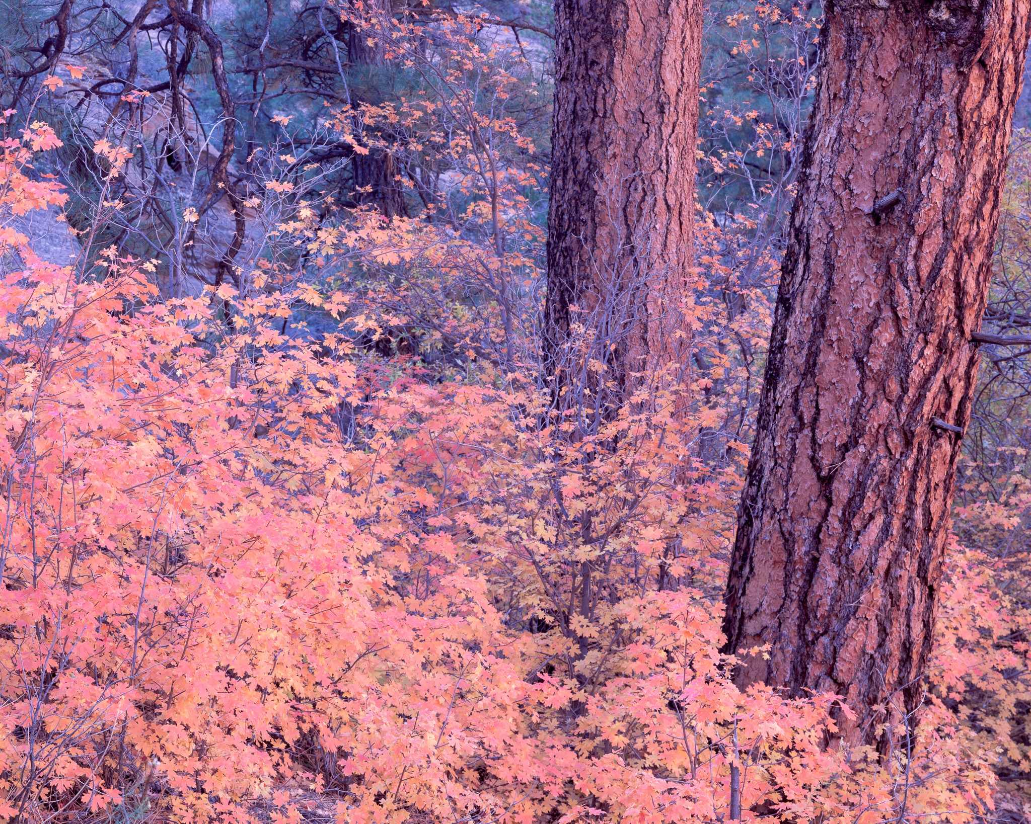 Two ponderosa pines and a stand of bigtooth maple in peak fall red at Zion National Park, Utah — the canyon's reflected light warming the maples from the side. Photograph by Marty Quinn