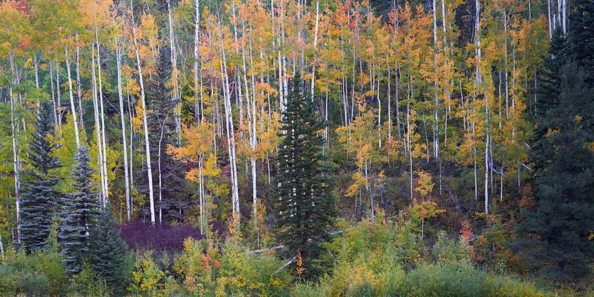 Aspen and pine in peak fall color in the Colorado San Juan Mountains. Photograph by Marty Quinn