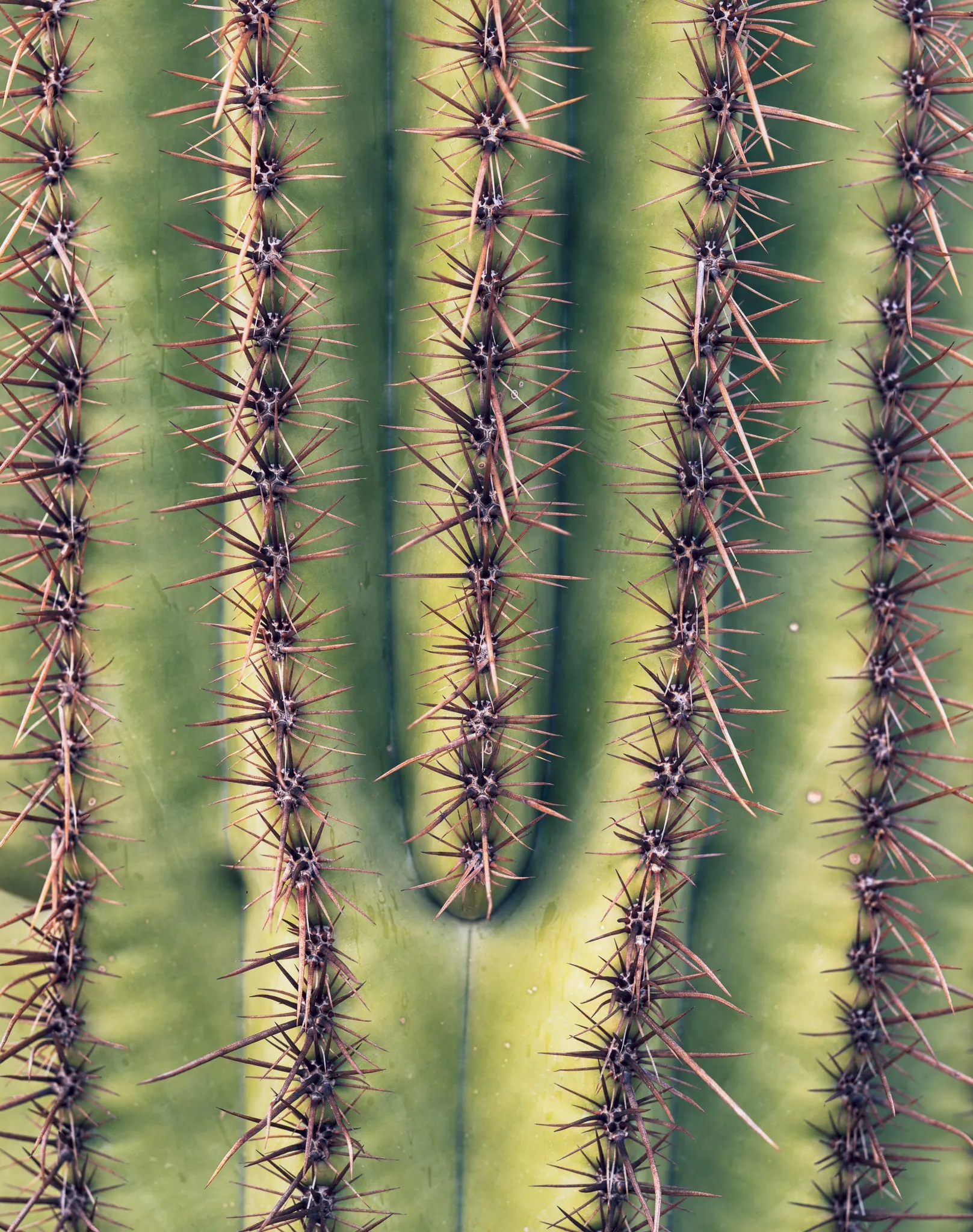 Close study of a saguaro cactus — the ridges, the spines, the geometry of a desert plant that can live 200 years, Arizona. Photograph by Marty Quinn