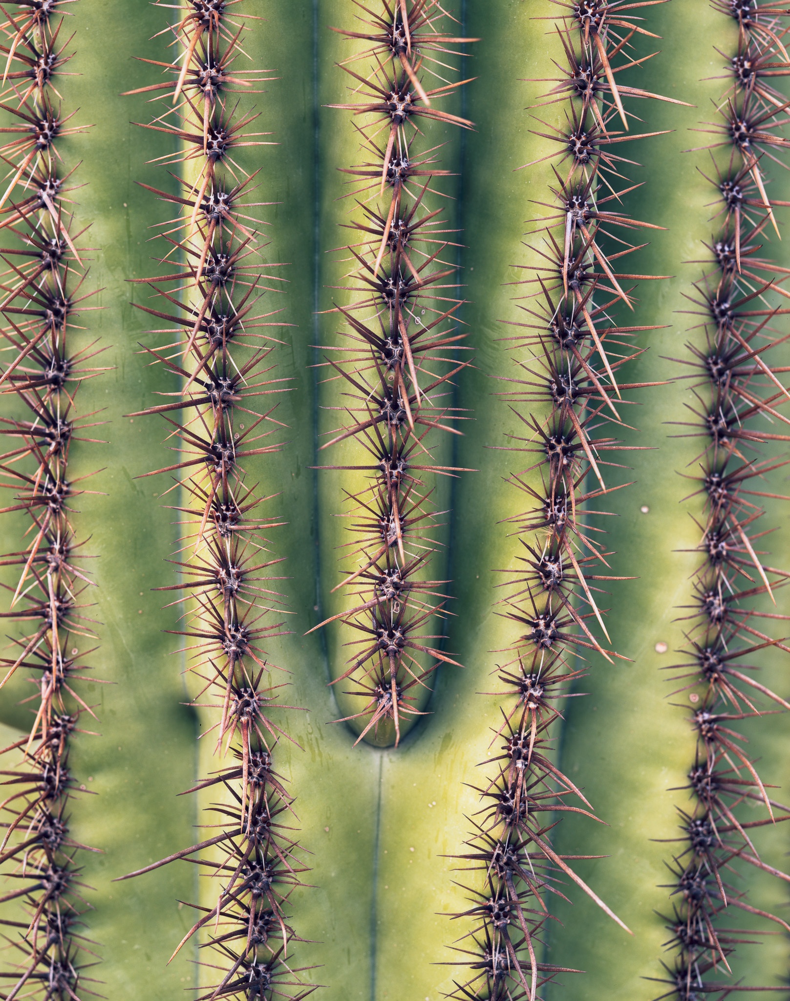 Close study of a saguaro cactus — the ridges, the spines, the geometry of a desert plant that can live 200 years, Arizona. Photograph by Marty Quinn