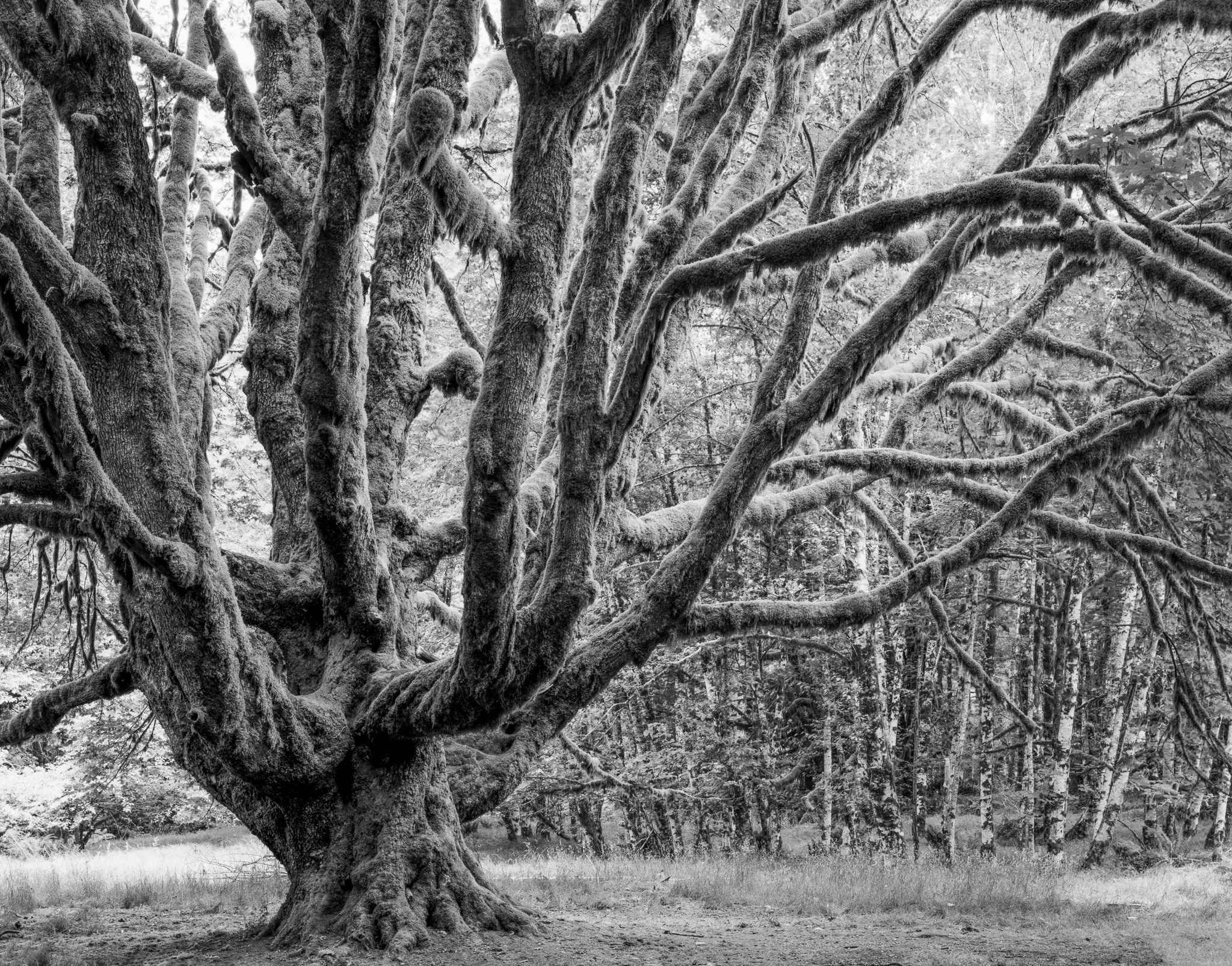 A Big Leaf Maple covered in moss, found by chance on a morning in the Pacific Northwest, Washington. Photograph by Marty Quinn