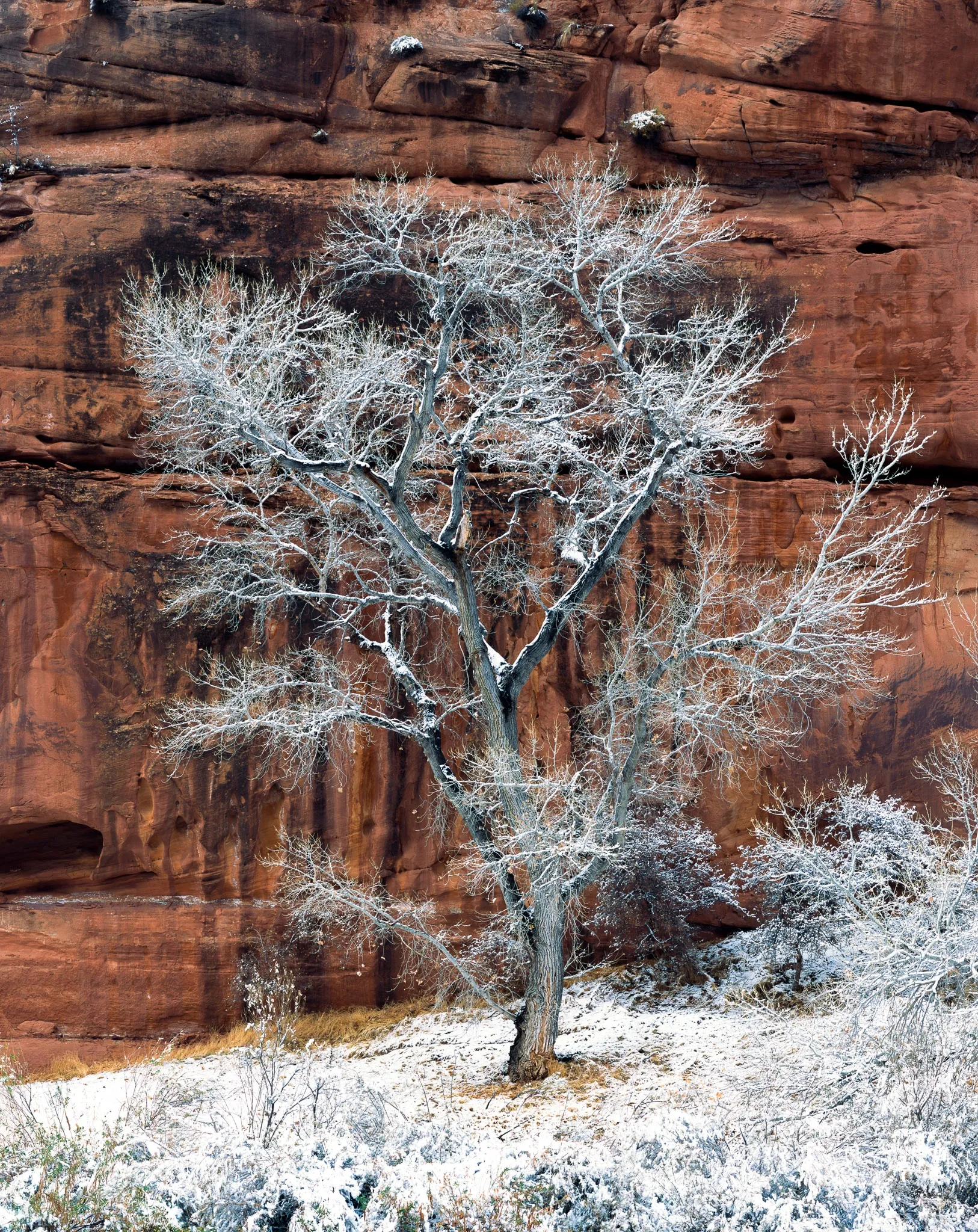 A winter storm hit Zion, Utah. Photograph by Marty Quinn