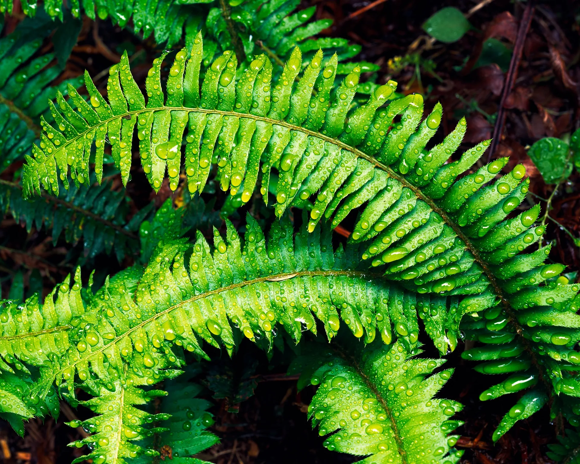 Water droplets on a fern frond after rain — each bead of water refracting the light, the green of the frond vivid in wet conditions, California. Photograph by Marty Quinn