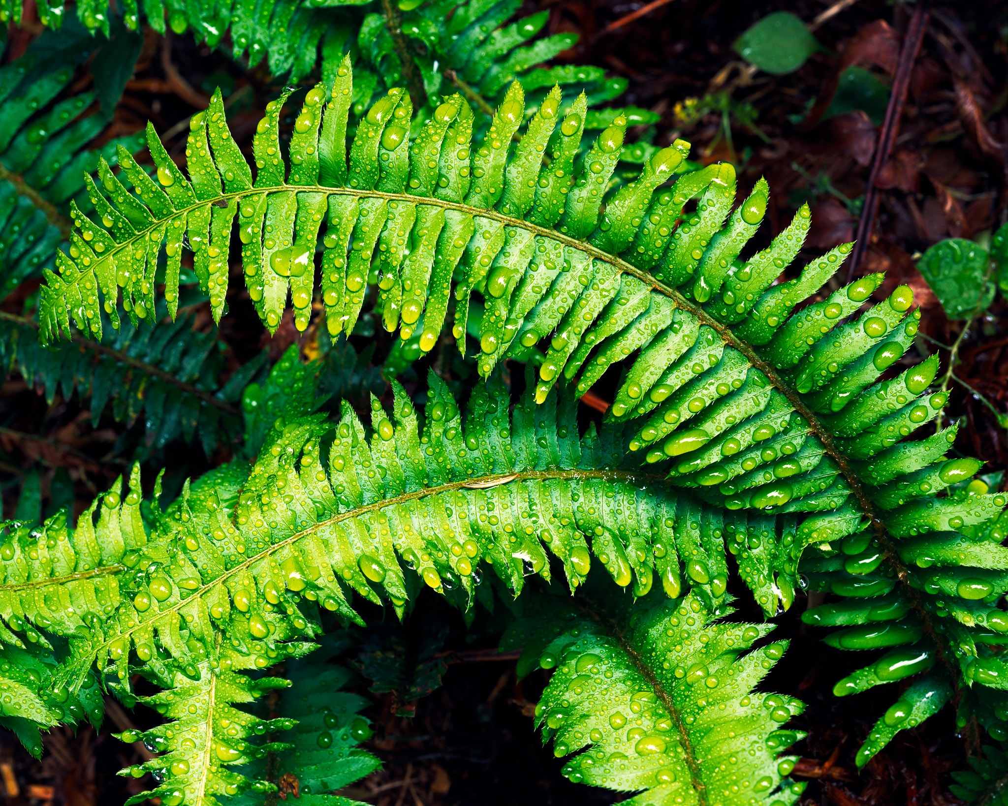 Water droplets on a fern frond after rain — each bead of water refracting the light, the green of the frond vivid in wet conditions, California. Photograph by Marty Quinn