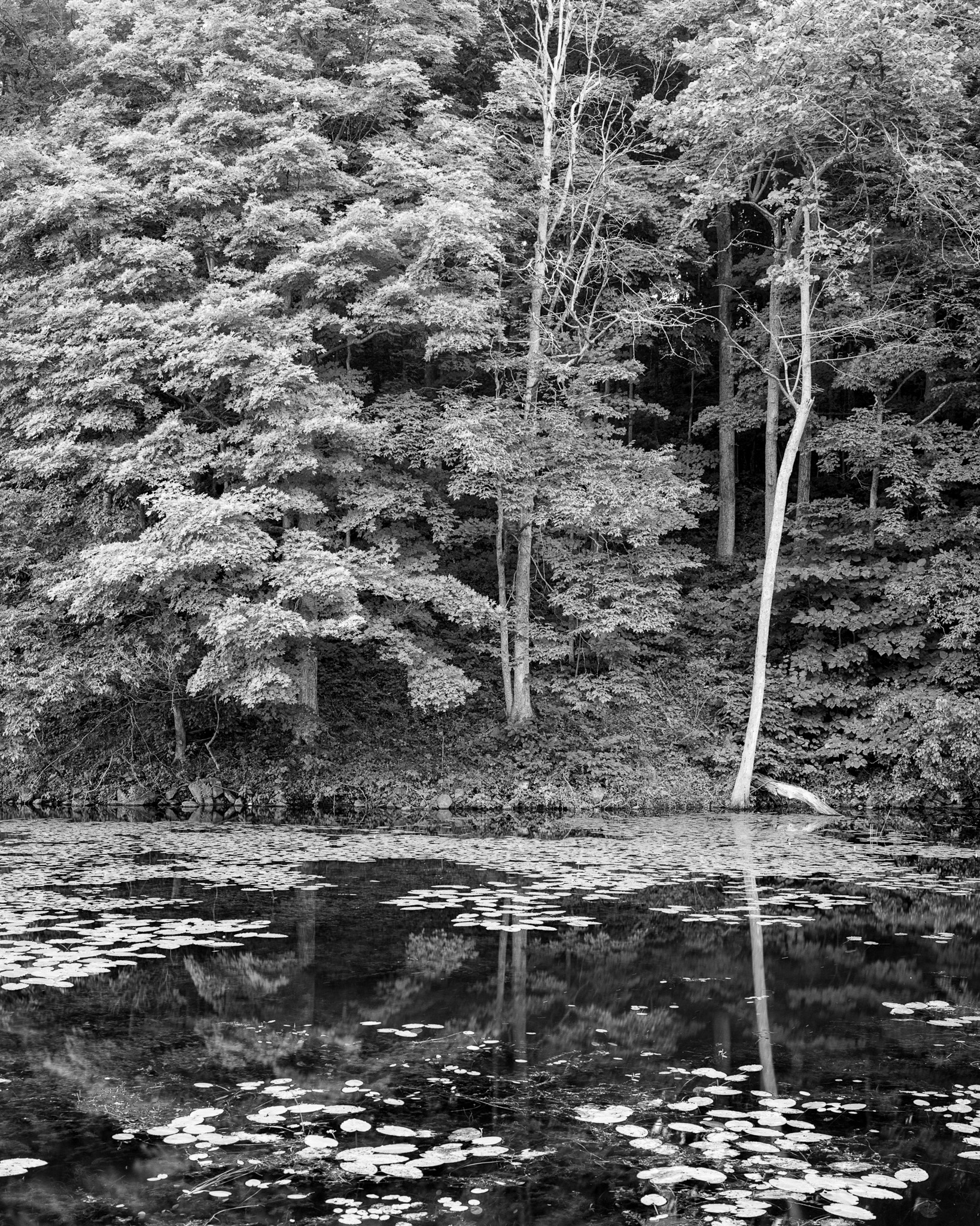 Forest reflected in a still lake in Ontario, Canada — the trees mirrored in the dark water, lily pads dotting the surface, International. Photograph by Marty Quinn